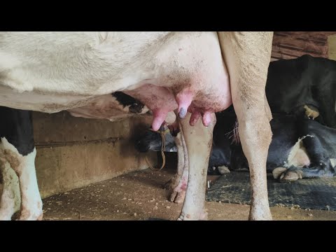 cow milking#newborn baby cow