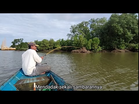 Dikira ikan Barramundi, ternyata ikan Senangin besar