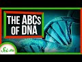 DNA Structures and Functions