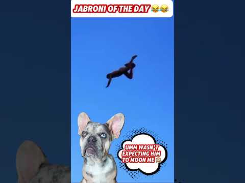 Jabroni Water Olympics: Don't Try This At Home! 💦😂😱 #memes #reaction #dog #funny #trendingshorts