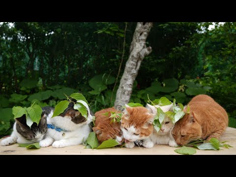 色がついたまたたびの葉をのせた猫たち　2025　250706