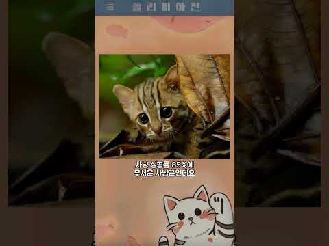 올리비아진 422 - 붉은점살쾡이
