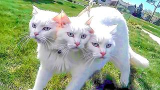 Кот Один на Миллиард! Такие Коты Рождаются Только Раз В Тысячу Лет !