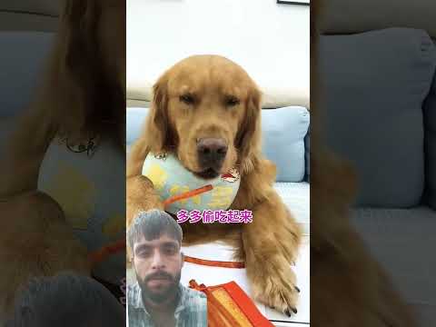 ডগির সাথে বাটপারি #youtubeshorts #funny #animalfood #comedy #duet #memes