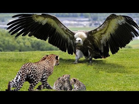 Eagle Attacks Leopard Family To Avenge Its Kind And The Heartbreaking Ending