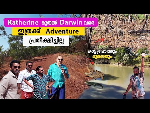 കാട്ടുപോത്തിന്  മുന്നിൽ പെട്ടു | katherine to darwin Road trip