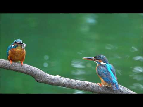 翠鳥求偶餵食蝦子        (南港公園, 2018.07.28) - YouTube(1分56秒)