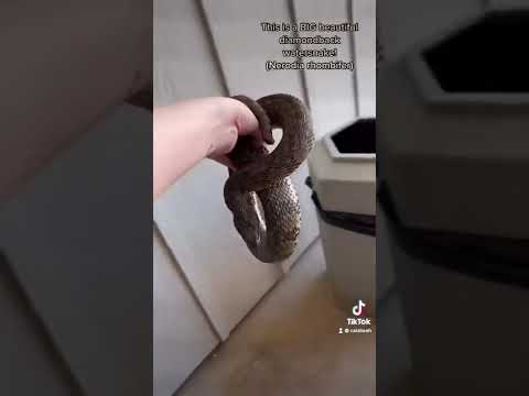 Snake Removal - CatAleah 2020! Who remembers this one? 🐍😆