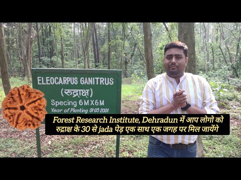 देहरादून : Forest Research institute में है रुद्राक्ष के 30 से भी ज्यादा पेड़ #rudraksh #tree #vlog