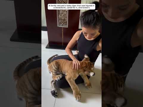 The poor tiger cub was injured, luckily he was rescued and then