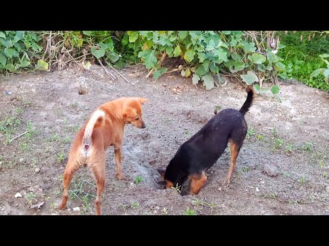 Dogs want to hunt wild rabbits 😱 Dogs are destroying the rabbit's nest