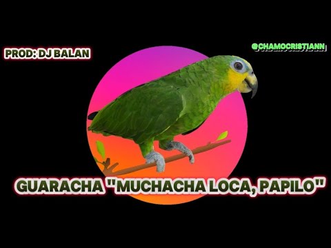 Guaracha "Muchacha loca, Papilo" feat ChamoCristian X Prod Dj Balan