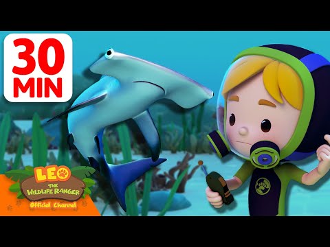 Swimming with Hammerhead Sharks! 🔨🦈 | 30 Min | Leo the Wildlife Ranger | #animals