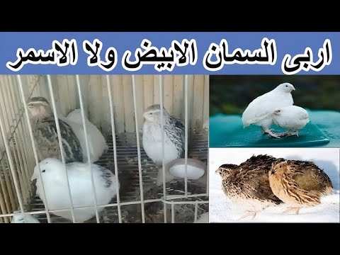 ما هو أقصى حد لوزن السمان؟ وما هي أفضل سلالة اللاحمة في طائر السمان ؟