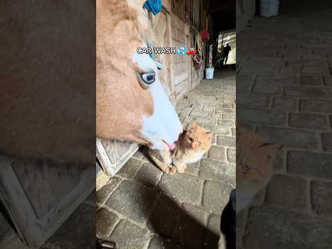 Every horse must have an emotional support kitty🐴🐈🥰#funny #fyp #animals #cute #farmlife #farm
