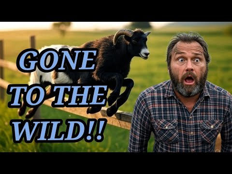 “Farm Chaos: The Ram That Got Away!” #CountrysideAcres