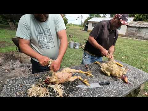 LINDO TIEMPO PARA PELAR POLLOS - VIDA CAMPESTRE