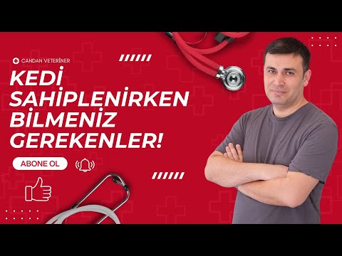 Kedi Sahiplenirken Bilmeniz Gerekenler!