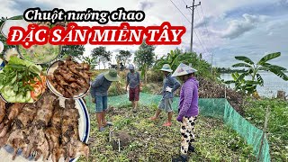 Dỡ Chà Chuột Khi Nước Lên Nhanh Bất Ngờ Chuột Nhiều Hơn Cả Sự Mong Đợi | Bông Lúa Đồng Tháp