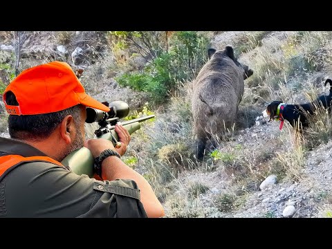 Amazing GIANT BOAR Hunts, FEARLESS Dogs, EXCITING Chases! #hunting #hog