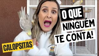 O QUE NINGUÉM TE CONTA SOBRE TER CALOPSITA!