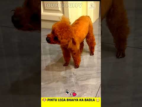 पिंटू की आटा माझी सटकली 🐶 Dog's Revenge Time Superfast 😂 Funny dogs reactions #funnydog #dog