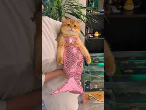 kucing oyen berubah jadi putri duyung? 🙀 #kucing #kucinglucu #catshorts