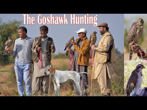 "Heritage in Flight: The Goshawk Hunting Tradition of Potohar, Pakistan" @ExplorePotohar