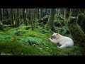 Survival Strategies of Organisms