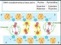DNA Structure and Function Concepts