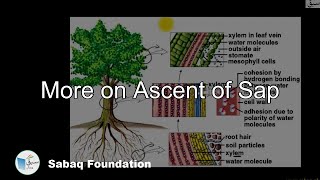 More on Ascent of Sap