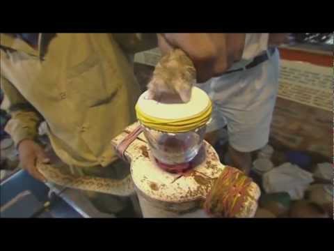 This is What Snake Venom Does to Blood! - YouTube