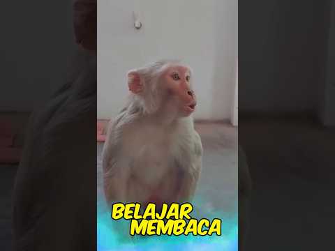 Video lucu Indonesia #funny