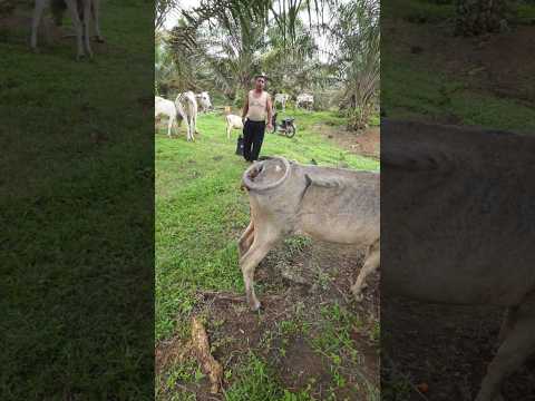 penyuntikan multivitamin pada sapi malnutrisi #animals #cow #shorts