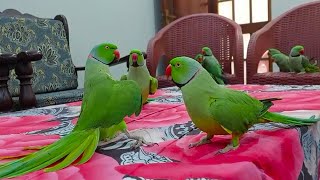 Amazing Dancing Talking Parrots