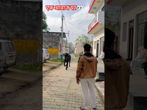 diwan ji का झोटा एक आवाज पर आ गया #viralvideo #jhotaracenew #jhotarace #jhota #jhotalover #animals