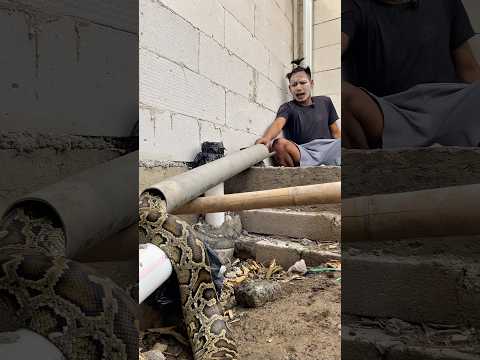 Pipa Jadi Sarang Ular Sanca 5 Meter! Cemong Kaget, Buncul Cepat Bertindak! #shortvideo #snake
