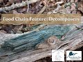 The Role of Decomposers in Ecosystems