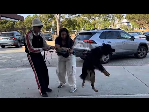 I Ran Into A Subscriber With A Highly Reactive Dog And Gave Them A Training Session.