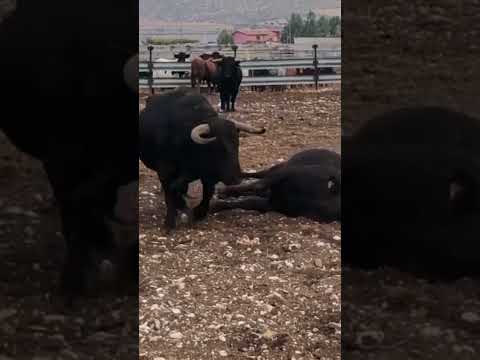 Toro peleon