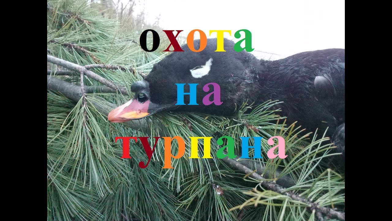 Охота на турпана в Якутии hunting for ducks in
