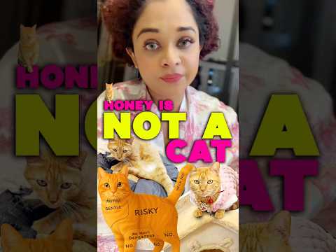 🐱😲 ഹണി ഒരു പൂച്ച അല്ല! | Honey is Not a Cat | Funny Short Video #shorts #trending #viral