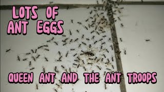 Wow, The Queen Ant And Her Troops Are Moving Ant Eggs