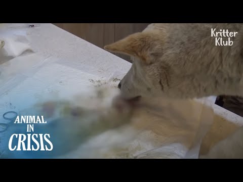 Mother Dog Licks Her Dead Puppy, Wishing he Could Come Alive, But.. | Animal in Crisis EP154