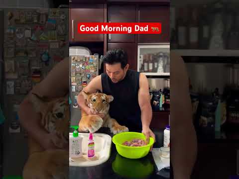 It’s Breakfast Time Dad 🐅🐅#youtubeshorts #tiger