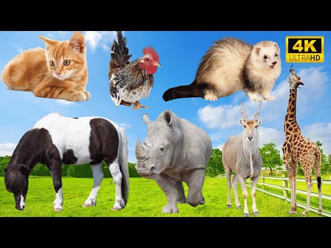 The Best of Farm Life: Cat, Horse, Chicken, Rhinoceros, Weasel, Giraffe - Animal Videos