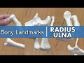 Anatomy of the Radius and Ulna