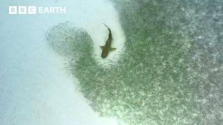Mesmerising Moments From the Life of a Shark | BBC Earth