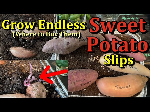 Two Ways to Grow Sweet Potato Slips Successfully & Where to Buy Potatoes (All Steps)