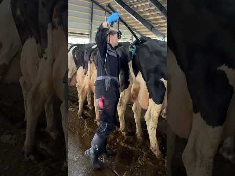 💫 Amazing Farm Skills: Pretty Girl Performs a Cow Pregnancy Test in the USA Farm 🐄